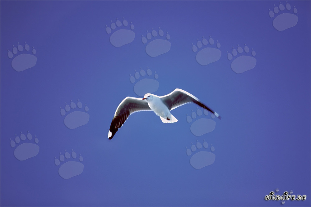 Mouette de Hartlaub dans le ciel bleu