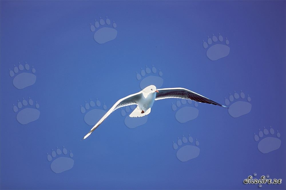 Gaviota de Hartlaub cerca de la Isla de Dyer en Sudáfrica