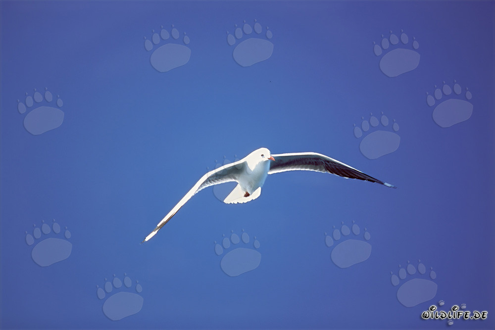 Hartlaub's gull near Dyer Island in South Africa