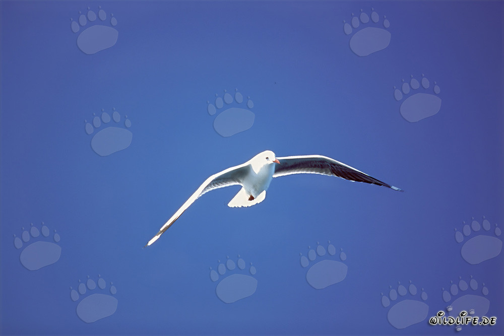 Mouette de Hartlaub près de l'île de Dyer en Afrique du Sud