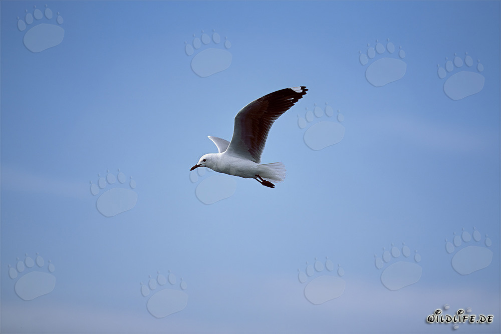 Gabbiano Hartlaub maestoso in volo verso il mare