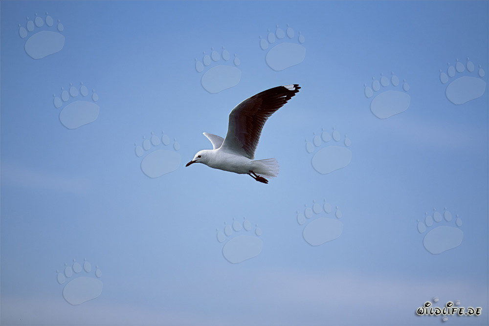 Gaviota Hartlaub majestuosa en vuelo hacia el mar