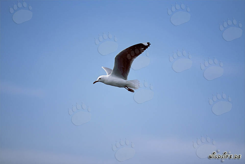 Majestätische Hartlaubmöwe auf dem Flug zum Meer