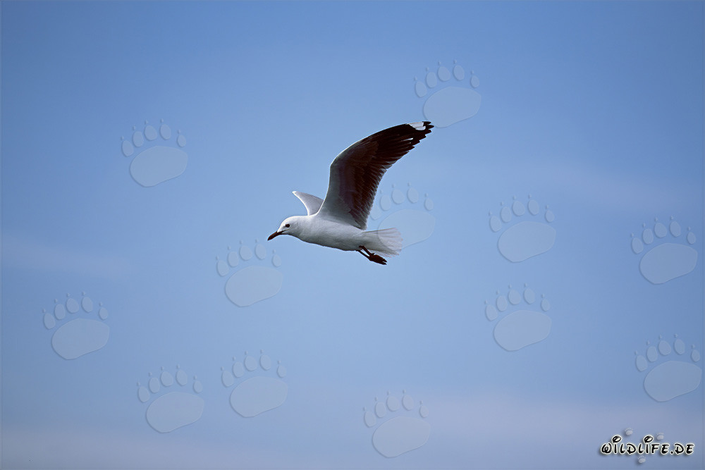 Majestic Hartlaub's Gull flying towards the sea