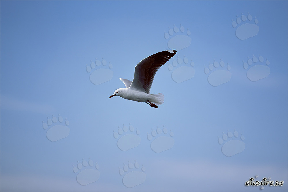 Mouette Hartlaub majestueuse en vol vers la mer