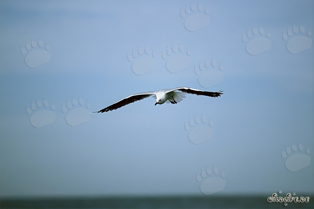 Fascinante Gaviota de Hartlaub en busca de alimento en la costa oeste de África