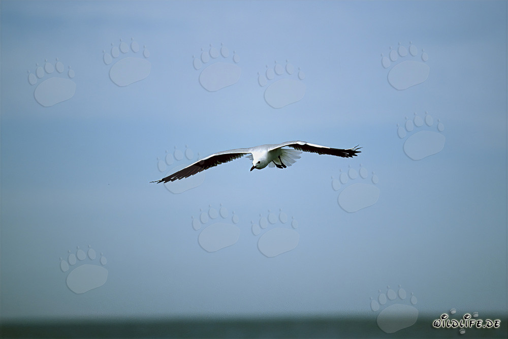 Fascinating Hartlaub's Gull searching for food on the West Coast of Africa