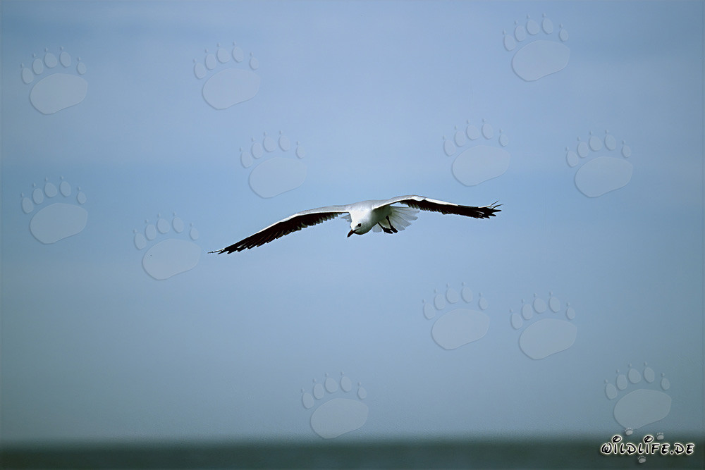 Mouette de Hartlaub fascinante à la recherche de nourriture sur la côte ouest de l'Afrique