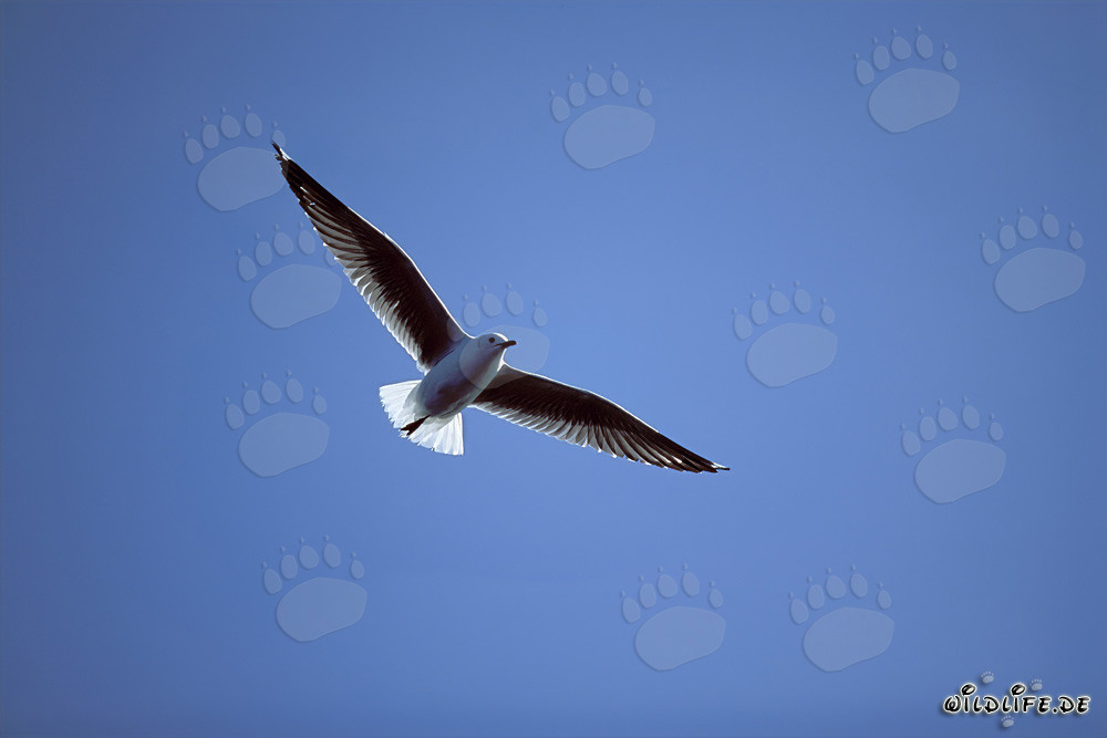 Gaviota de Hartlaub grácil sobre las olas del mar