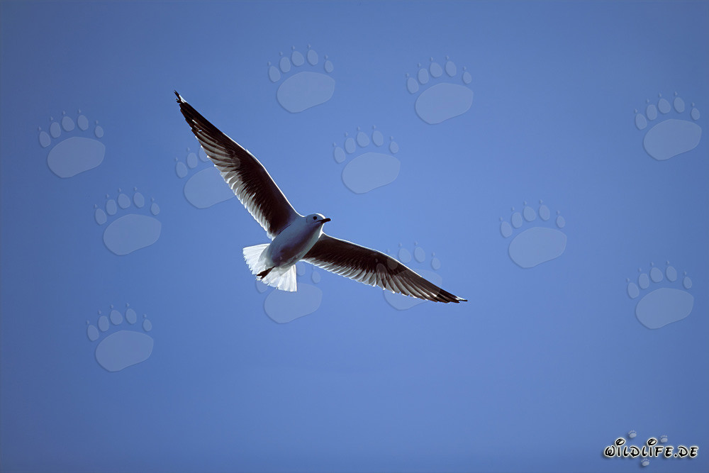 Mouette de Hartlaub gracieuse sur les vagues de la mer