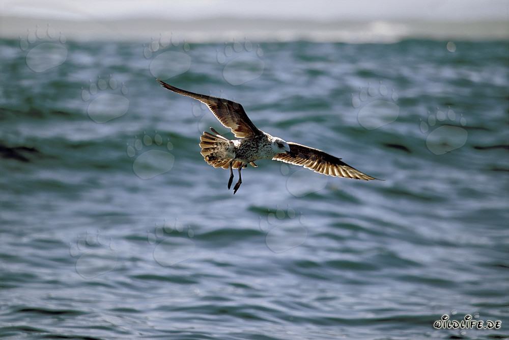 Anmutige junge Dominikanermöwe im Flug über Dyer Island, Südafrika