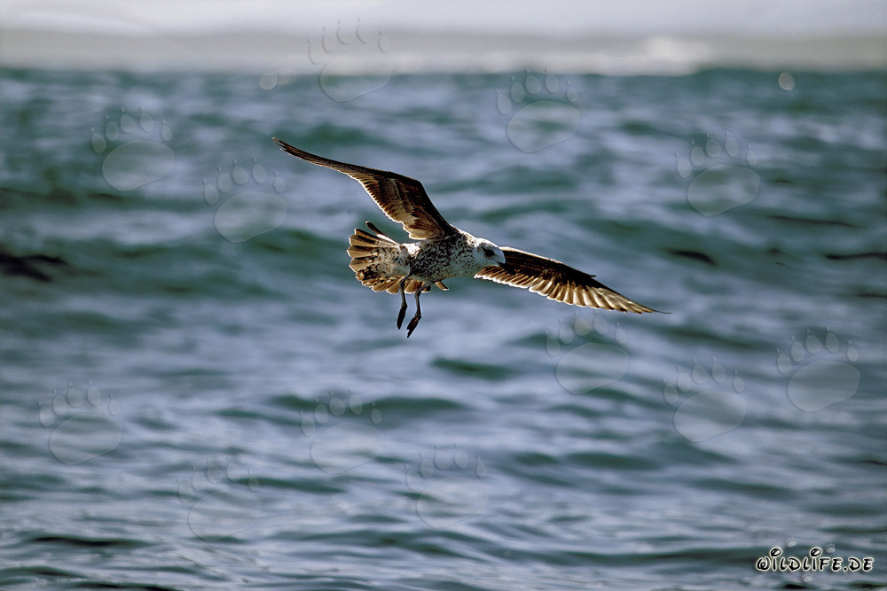 Graceful young Kelp gull flying over Dyer Island, South Africa