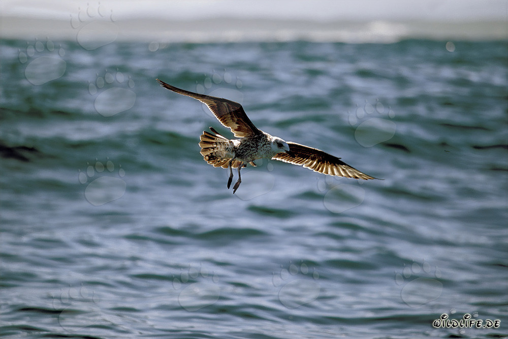 Graziosa giovane gabbiano dominicano in volo sopra l'Isola Dyer, Sudafrica