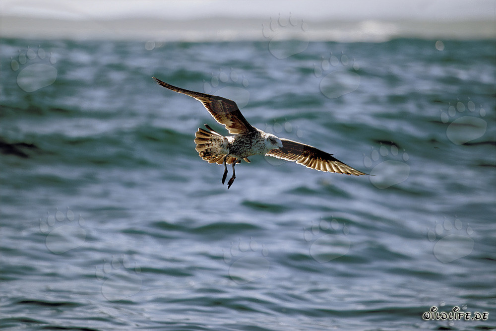 Gracioso joven gaviota dominicana volando sobre la Isla Dyer, Sudáfrica