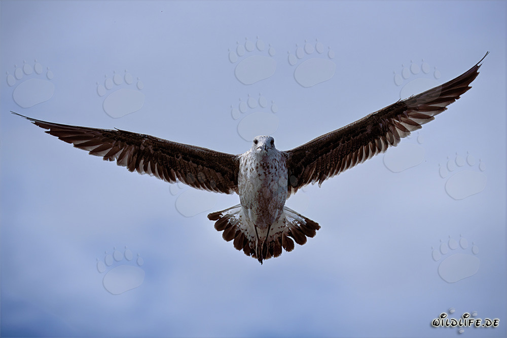 Faszinierende Aufnahme einer fliegenden jungen Dominikanermöwe