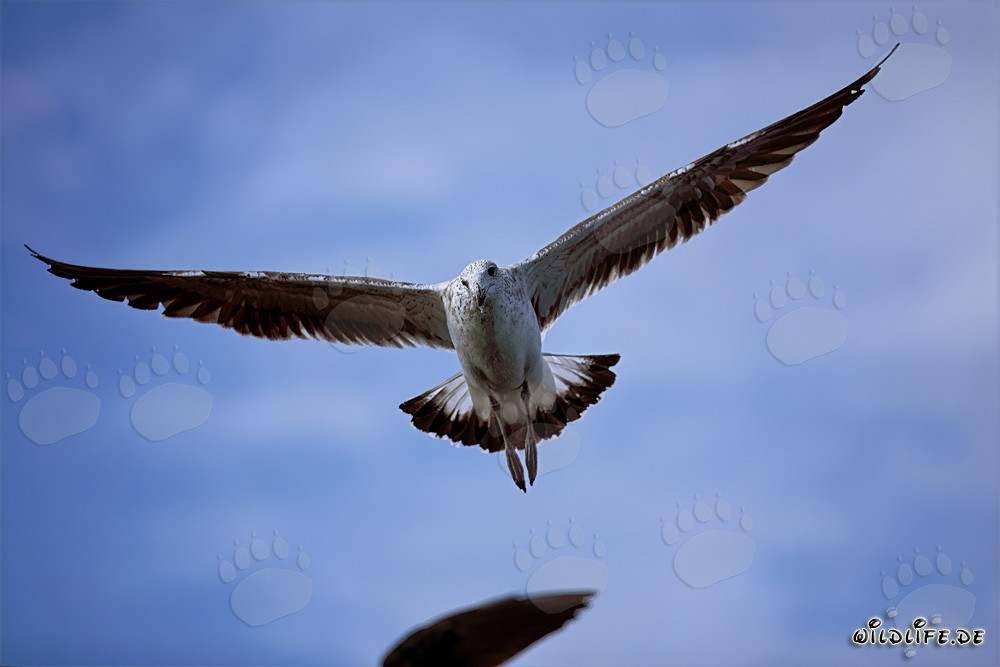 Graziosa giovane gabbiano dominicano in volo sopra l'Isola Dyer, Sudafrica