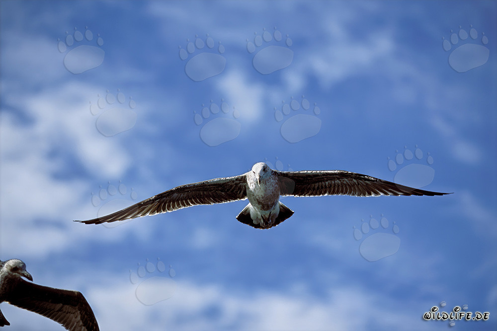 Faszinierende Aufnahme einer fliegenden jungen Dominikanermöwe