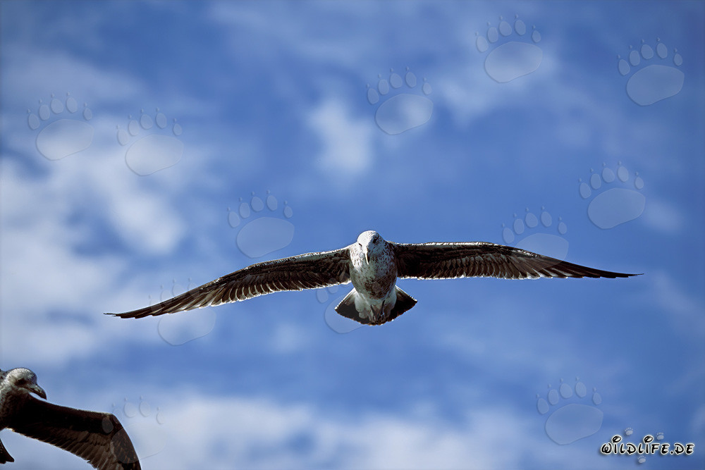 Captivating shot of a flying young Kelp gull