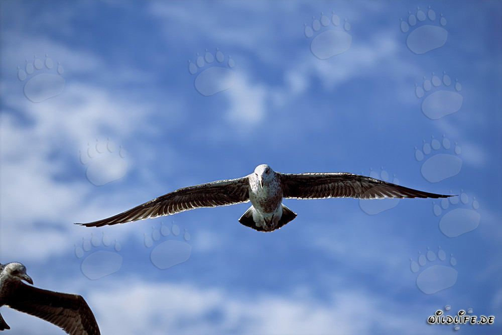 Fascinante toma de un joven gaviota dominicana volando