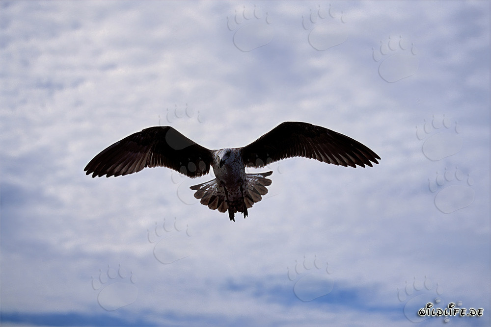 Fascinating young Kelp gull