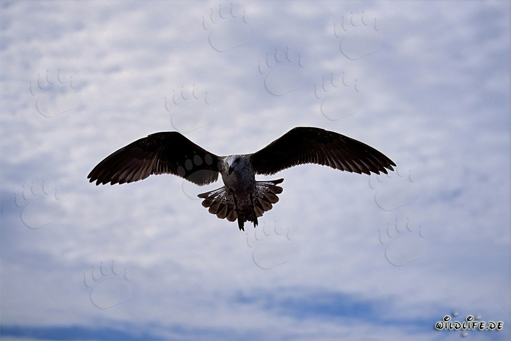 Jeune et fascinante mouette dominicaine