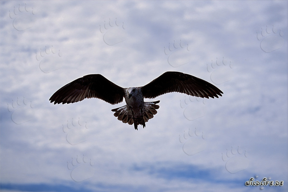 Fascinante joven gaviota dominicana