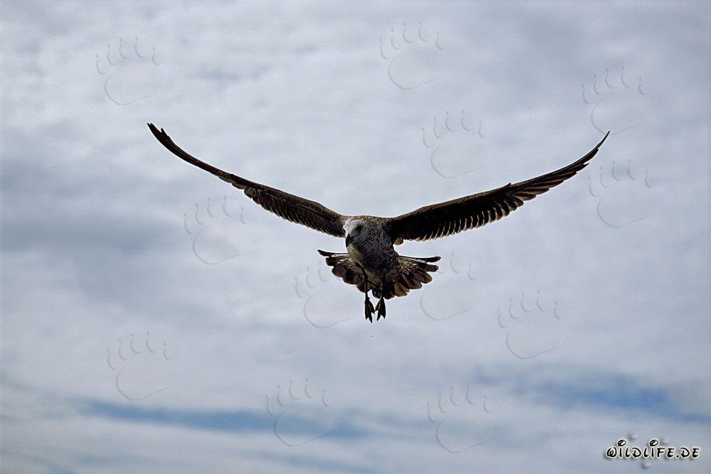 Joven Gaviota dominicana observando la superficie del mar