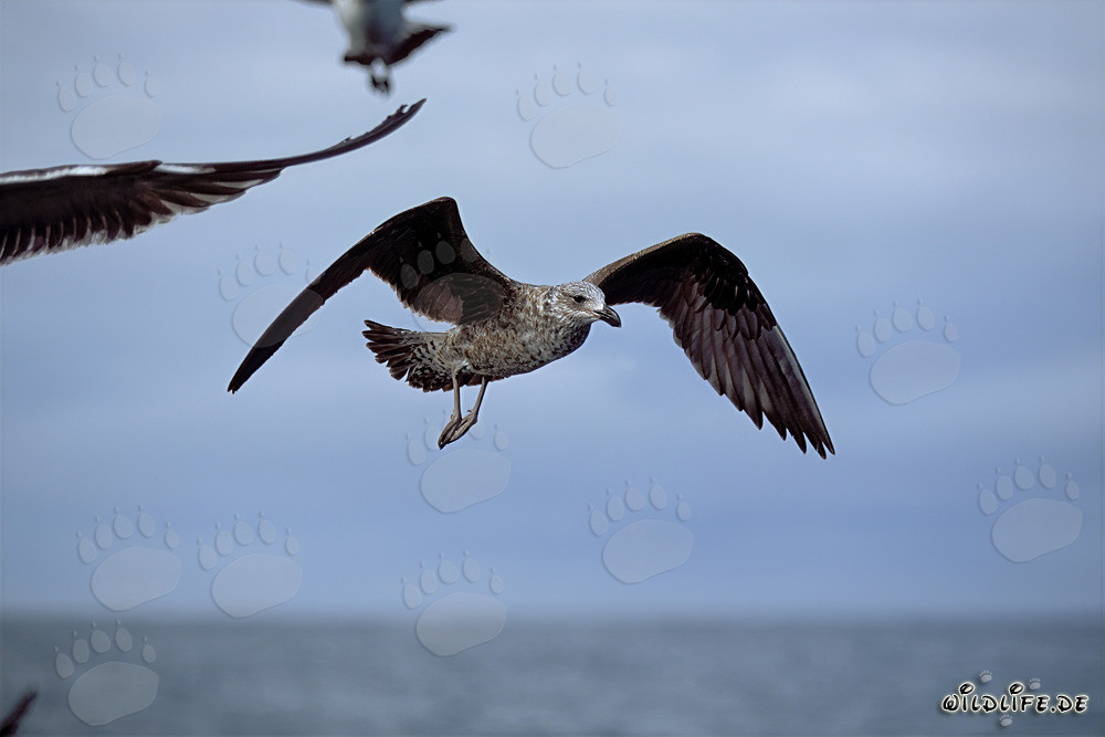 Anmutig fliegende junge Dominikanermöwe über Dyer Island, Südafrika