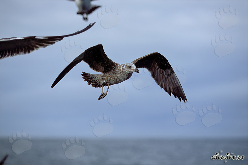 Joven gaviota dominicana volando graciosamente sobre la Isla de Dyer, Sudáfrica