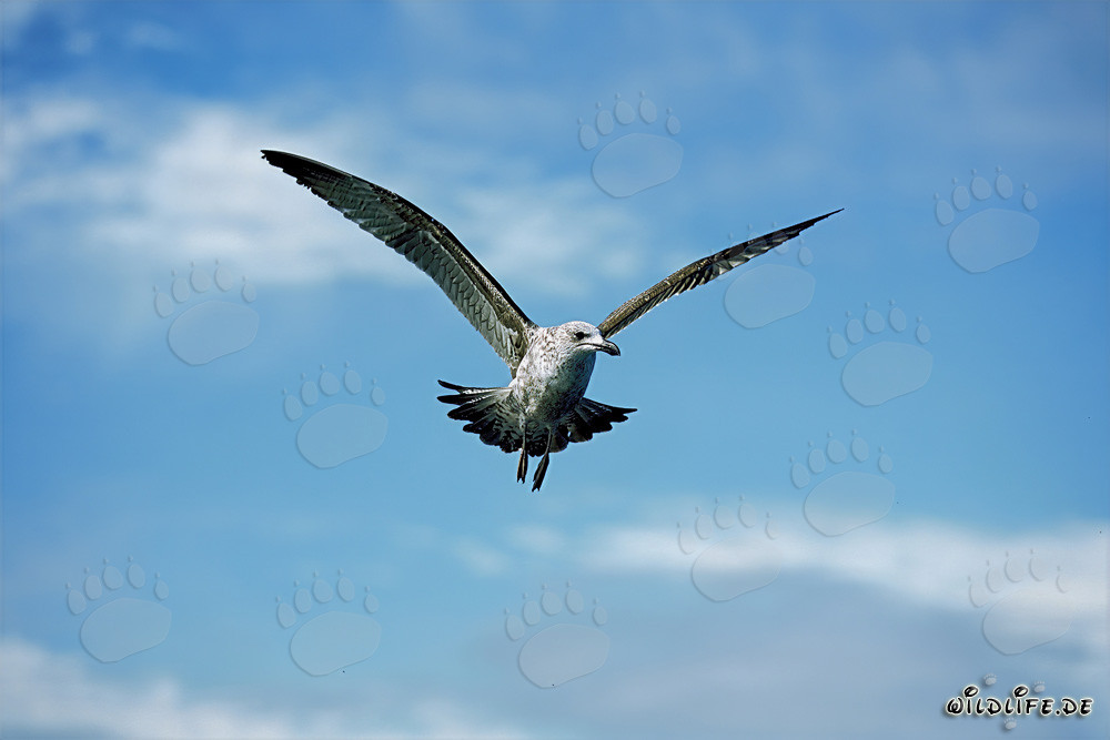 Anmutig fliegende junge Dominikanermöwe in Südafrika