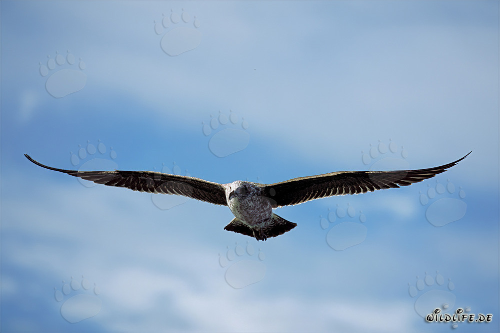 Joven gaviota dominicana deslizándose elegantemente sobre la superficie del mar