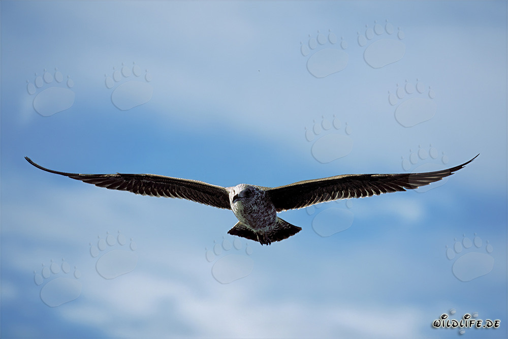Young Kelp Gull gracefully gliding over the sea surface