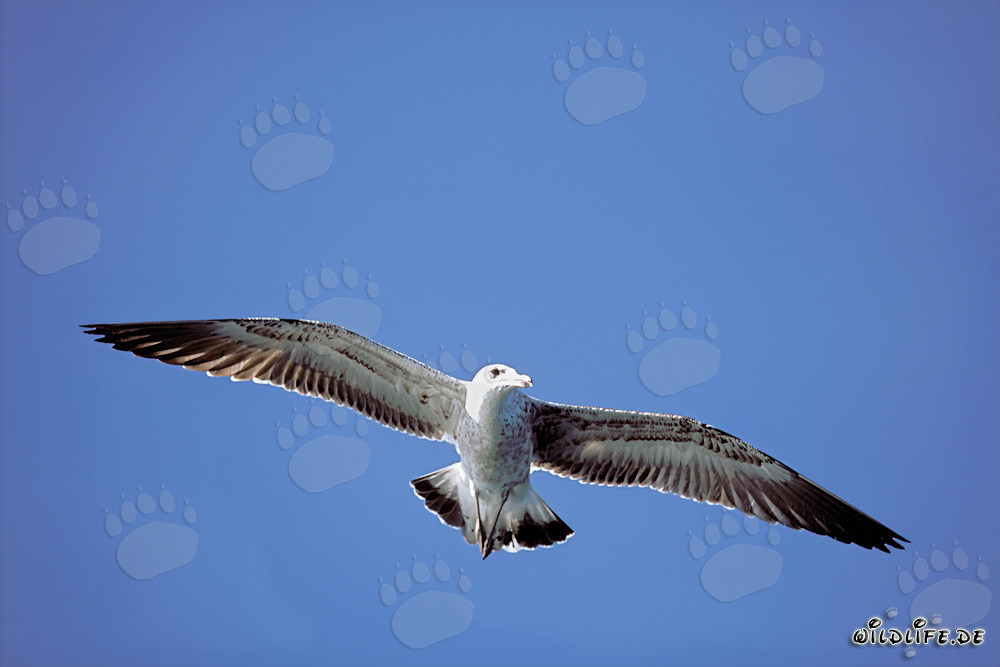 Elegante giovane Gabbiano reale in volo su Dyer Island, Capo Occidentale, Sudafrica