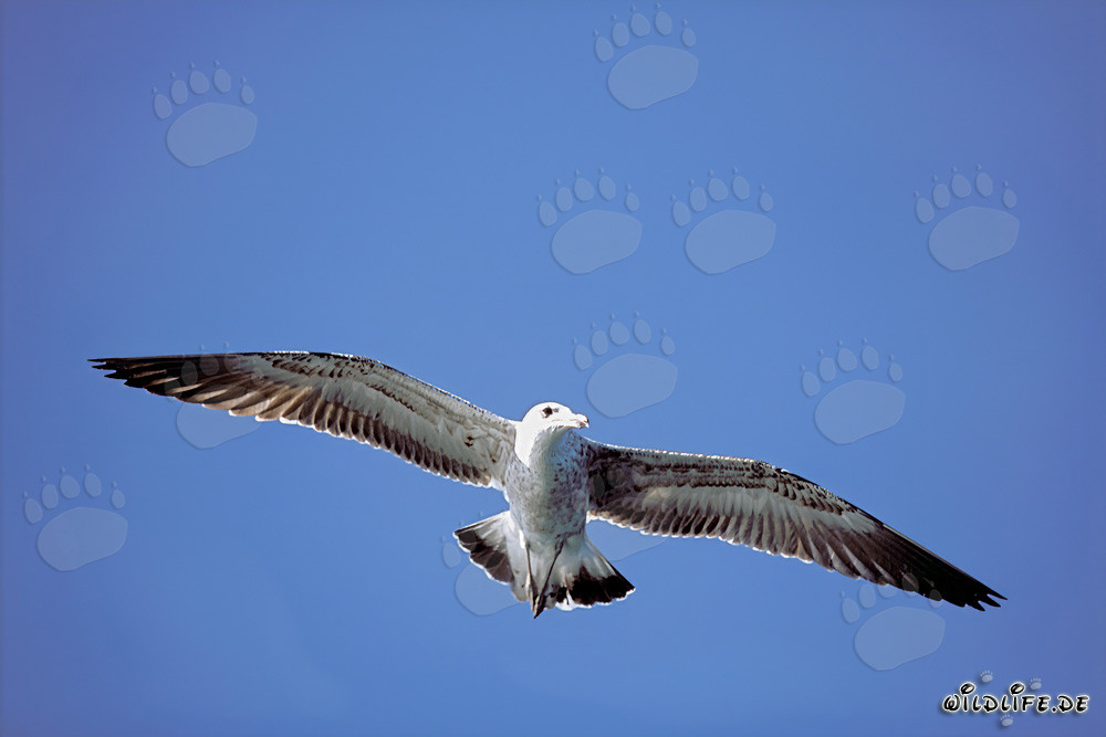 Jeune et élégante Mouette dominicaine en vol au-dessus de l'île de Dyer, Cap-Occidental, Afrique du Sud