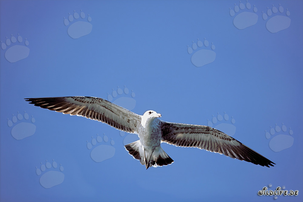 Elegante joven Gaviota dominicana volando sobre Dyer Island, Cabo Occidental, Sudáfrica
