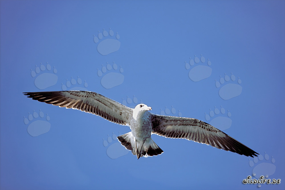 Elegant young Kelp gull flying over Dyer Island, Western Cape, South Africa