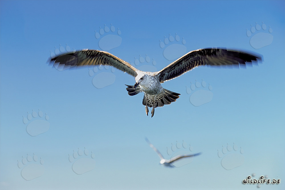 Jeune goéland dominicain volant gracieusement au-dessus de l'océan
