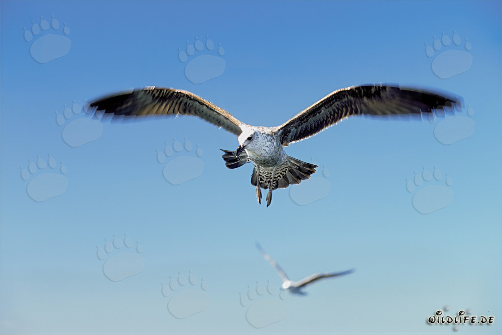 Joven gaviota dominicana volando graciosamente sobre el océano