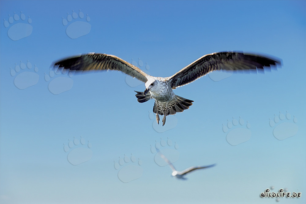 Anmutig fliegende junge Dominikanermöwe über dem Ozean