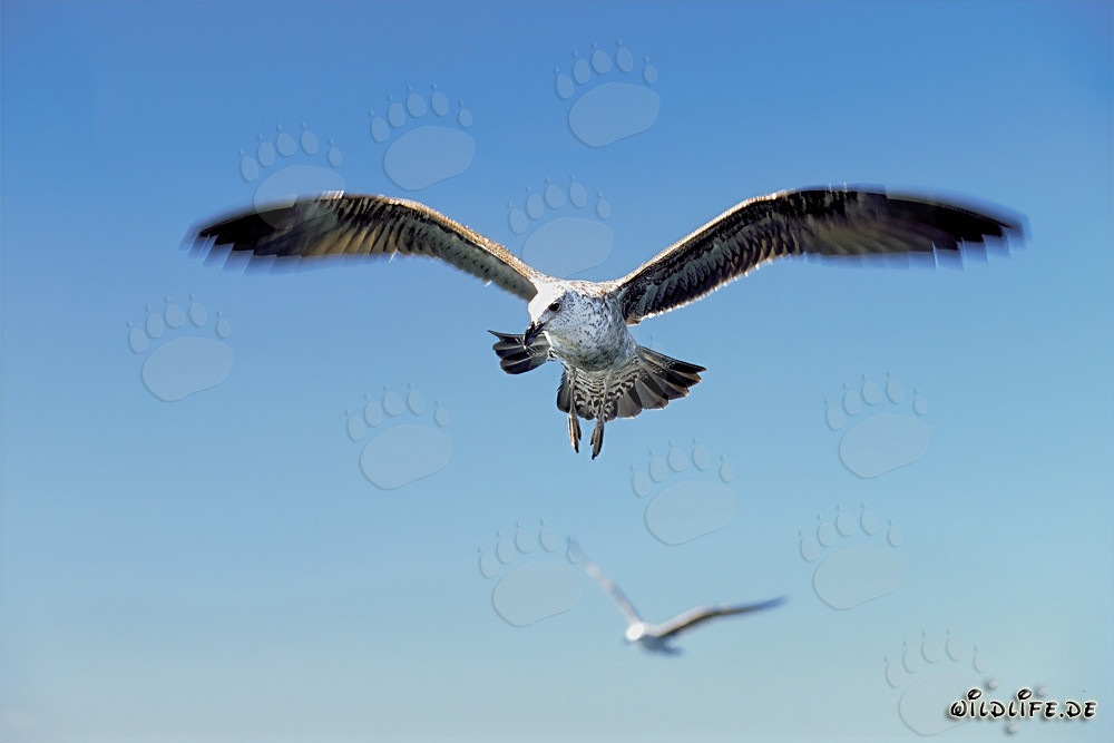 Graceful flying young Kelp gull over the ocean