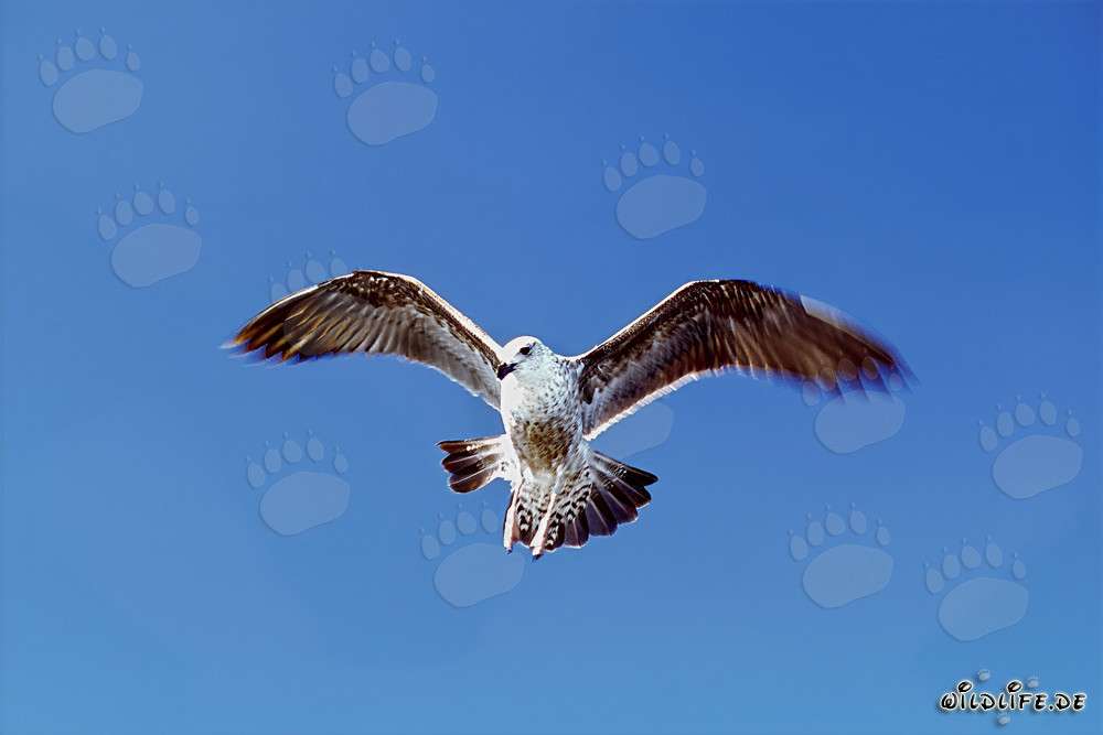 Anmutig fliegende junge Dominikanermöwe