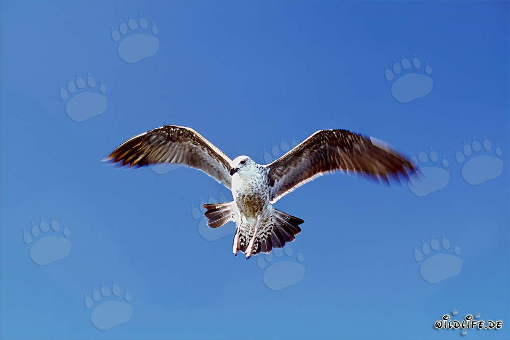 Graceful flying young Kelp gull