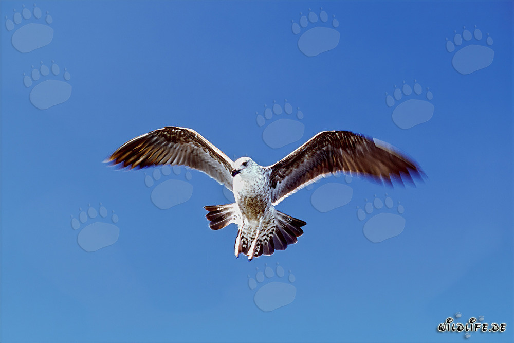Jeune goéland dominicain volant gracieusement