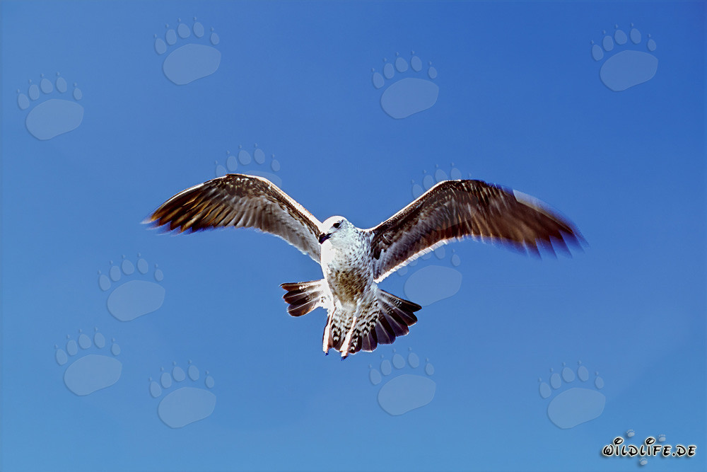 Joven gaviota dominicana volando con gracia