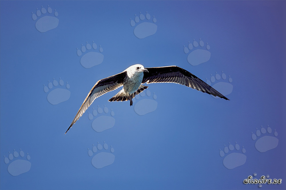 Elegant Flight Skills of the Kelp Gull