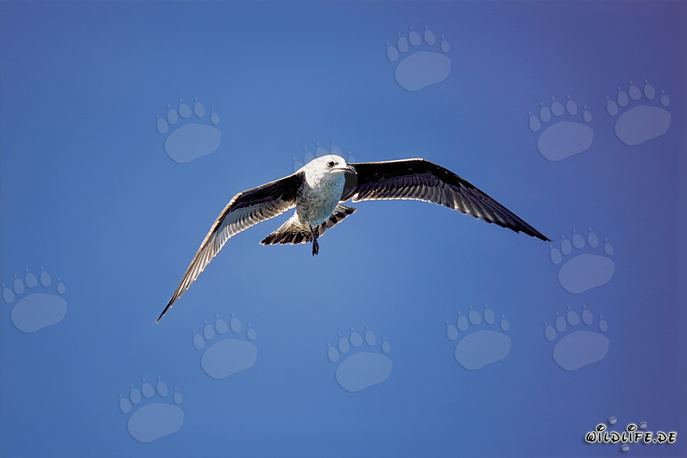 Les élégantes acrobaties aériennes de la mouette dominicaine