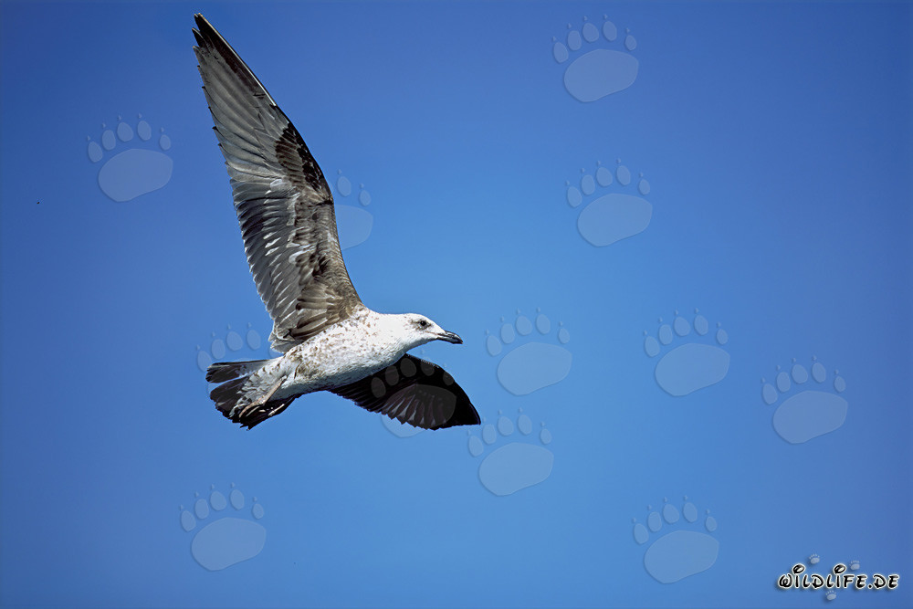 Anmutig fliegende junge Dominikanermöwe