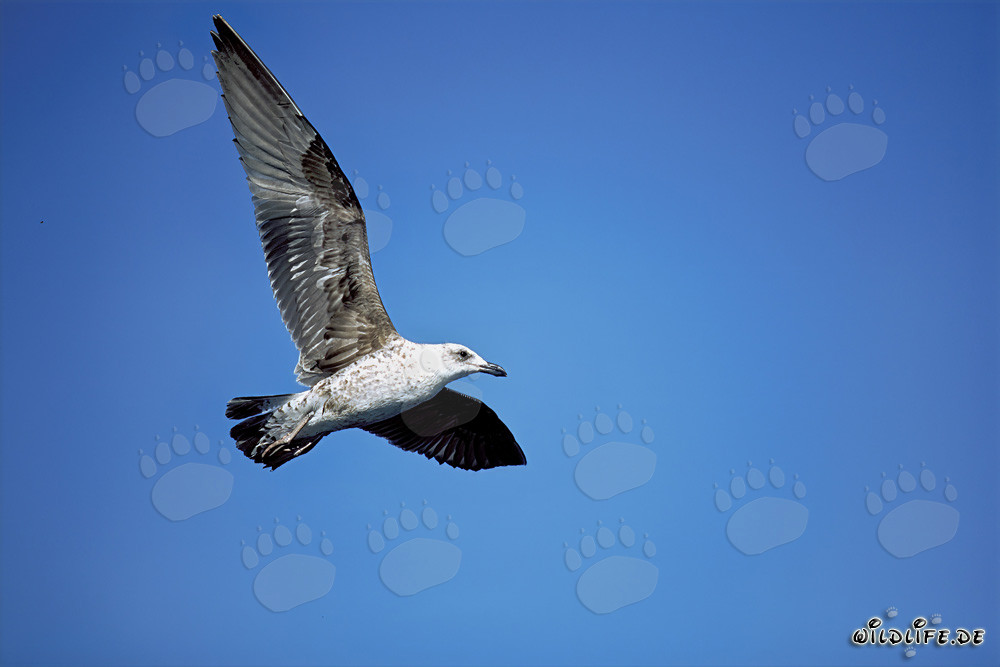 Graceful flying young Kelp gull