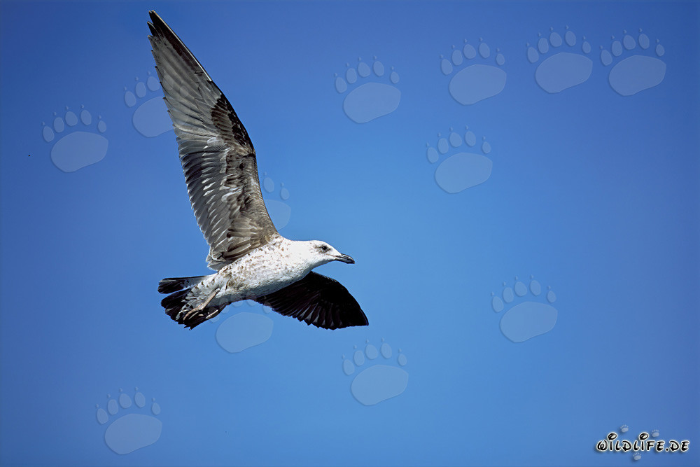Jeune goéland dominicain volant gracieusement