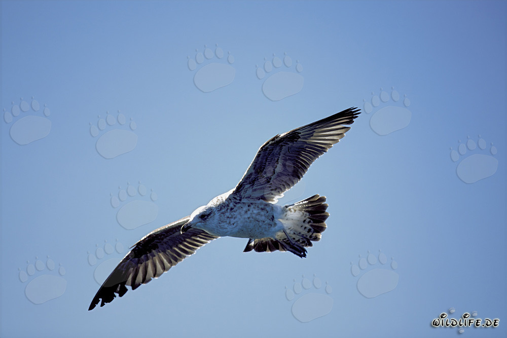 Young Kelp Gull Observing the Water Surface